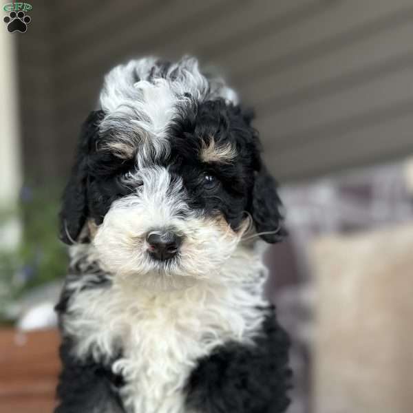 Lark, Mini Bernedoodle Puppy
